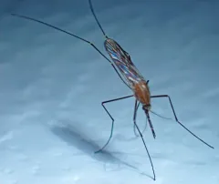 Walker's Anopheles thumbnail 3