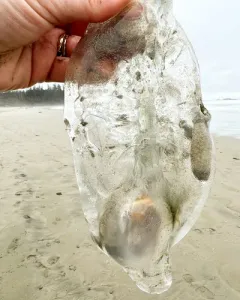 Twin-sailed Salp thumbnail 3
