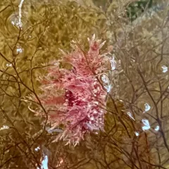 Branched Dendronotid thumbnail 2