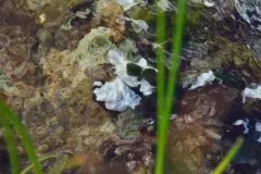 Chloroflexus aurantiacus thumbnail 2