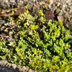 Silvery Bryum thumbnail 3