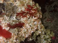 fragile tube worm thumbnail 3