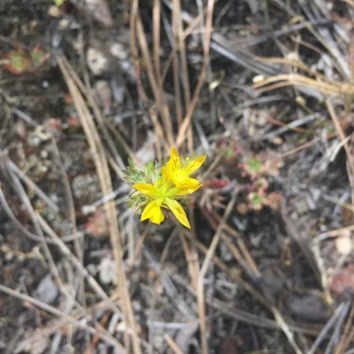 Wormleaf Stonecrop