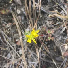 Wormleaf Stonecrop thumbnail 1