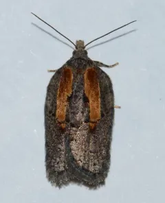 Acleris youngana thumbnail 3