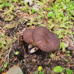 Velvety Milk Cap thumbnail 2
