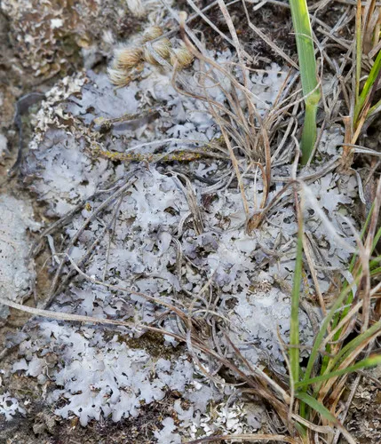 Ground Frost Lichen