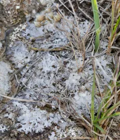 Ground Frost Lichen thumbnail 1