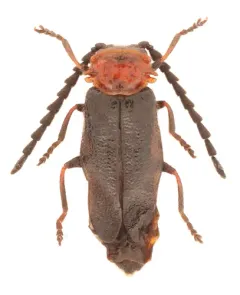 Ditemnus bidentatus thumbnail 2