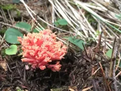 Ramaria cyaneigranosa thumbnail 3
