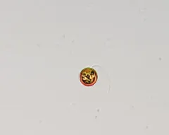 Trachelomonas volvocina thumbnail 1