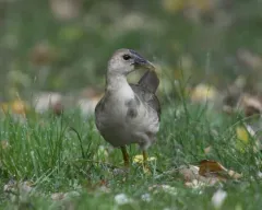 Purple Gallinule thumbnail 3