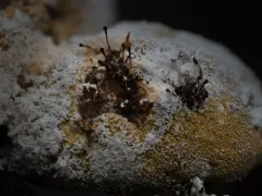 Melanospora lagenaria thumbnail 1