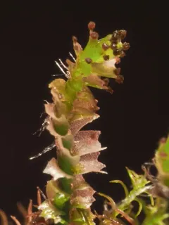 Hatcher's Pawwort thumbnail 3