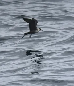 Long-tailed Jaeger thumbnail 3