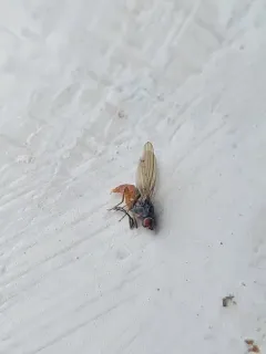 Tephrochlamys tarsalis thumbnail 2