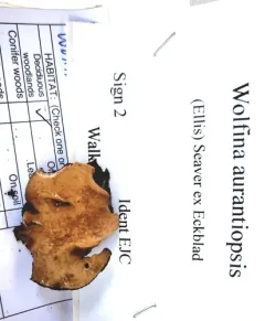 Wolfina aurantiopsis thumbnail 2