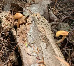 Gymnopilus hybridus thumbnail 3