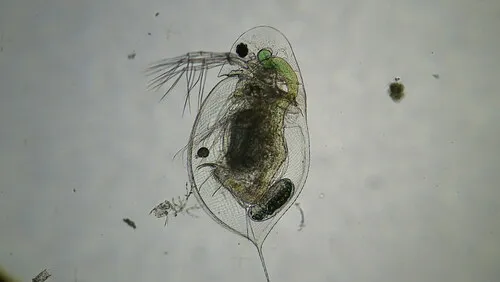 Daphnia catawba