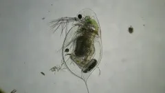 Daphnia catawba thumbnail 1