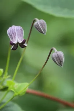 Pitcher's leatherflower thumbnail 2