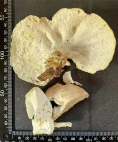 Sheep Polypore thumbnail 4