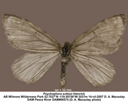 Psychophora suttoni