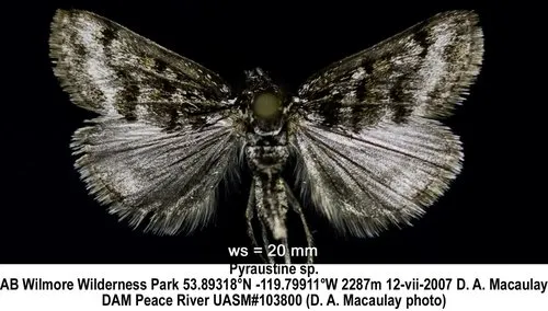 Orenaia trivialis