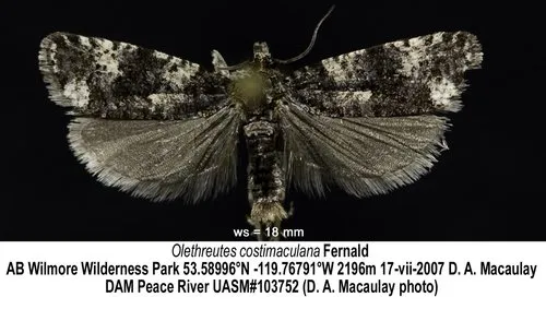 Olethreutes costimaculana