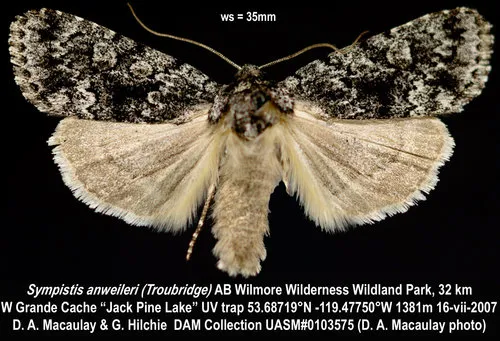 Sympistis anweileri