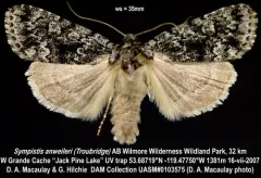 Sympistis anweileri thumbnail 1