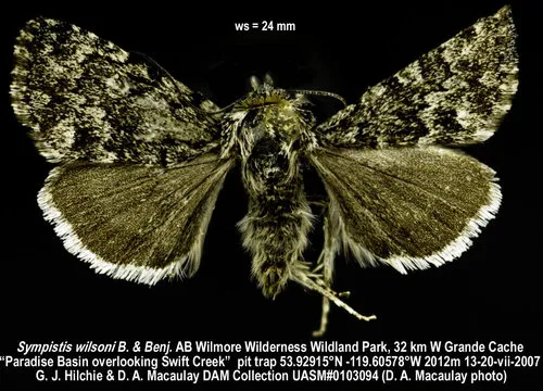 Sympistis wilsoni