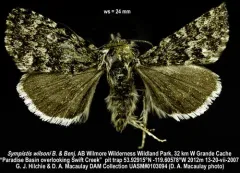 Sympistis wilsoni thumbnail 1