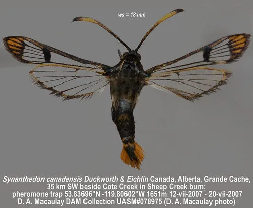 Canadian clearwing
