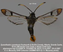 Canadian clearwing thumbnail 1