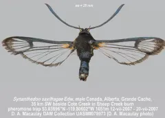 confusing clearwing thumbnail 3
