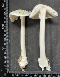 Garlic-odored Death Cap thumbnail 3