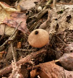 Dusky Puffball thumbnail 3