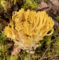Ramaria primulina thumbnail 2