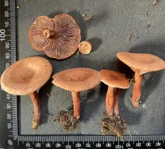 Curry Milkcap thumbnail 4