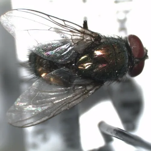Toad Greenbottle Fly