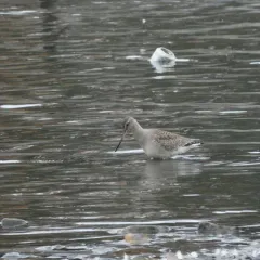 Hudsonian Godwit thumbnail 3