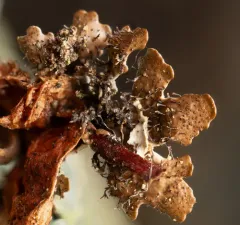 Parmelia pseudosulcata thumbnail 3