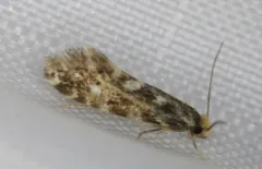 Nemapogon ophrionella thumbnail 1