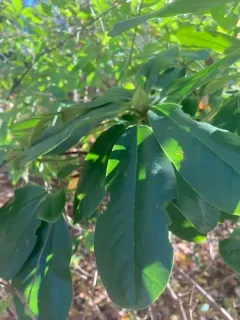 Catawba Rhododendron thumbnail 2