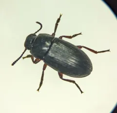 Blapstinus discolor thumbnail 3