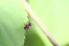 Eremocoris ferus thumbnail 1