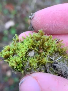 False Beard Moss thumbnail 4