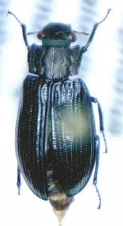 Helophorus grandis thumbnail 3