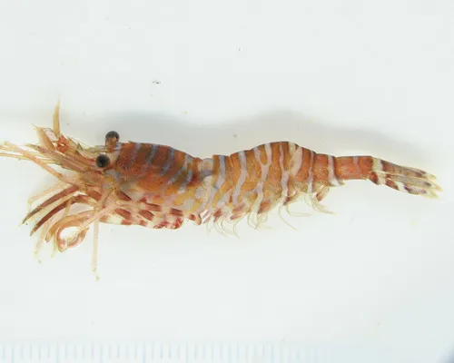 Zebra Lebbeid